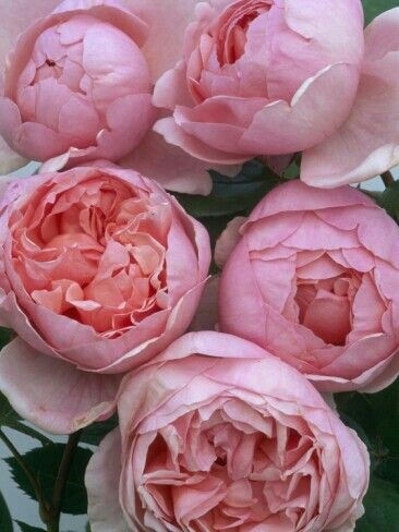 peony