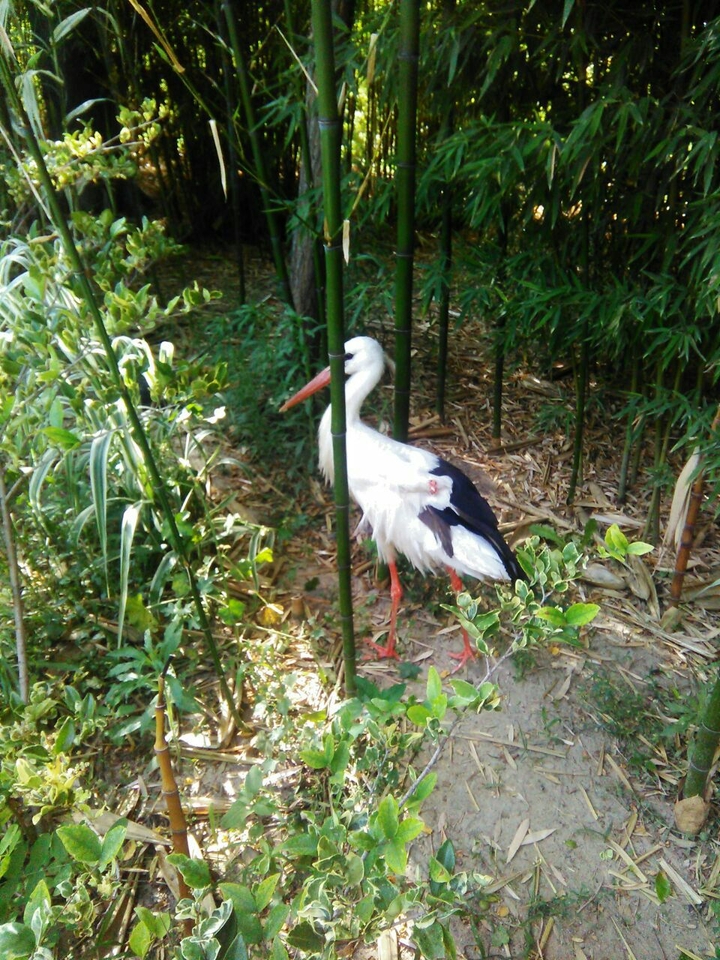 Animals
