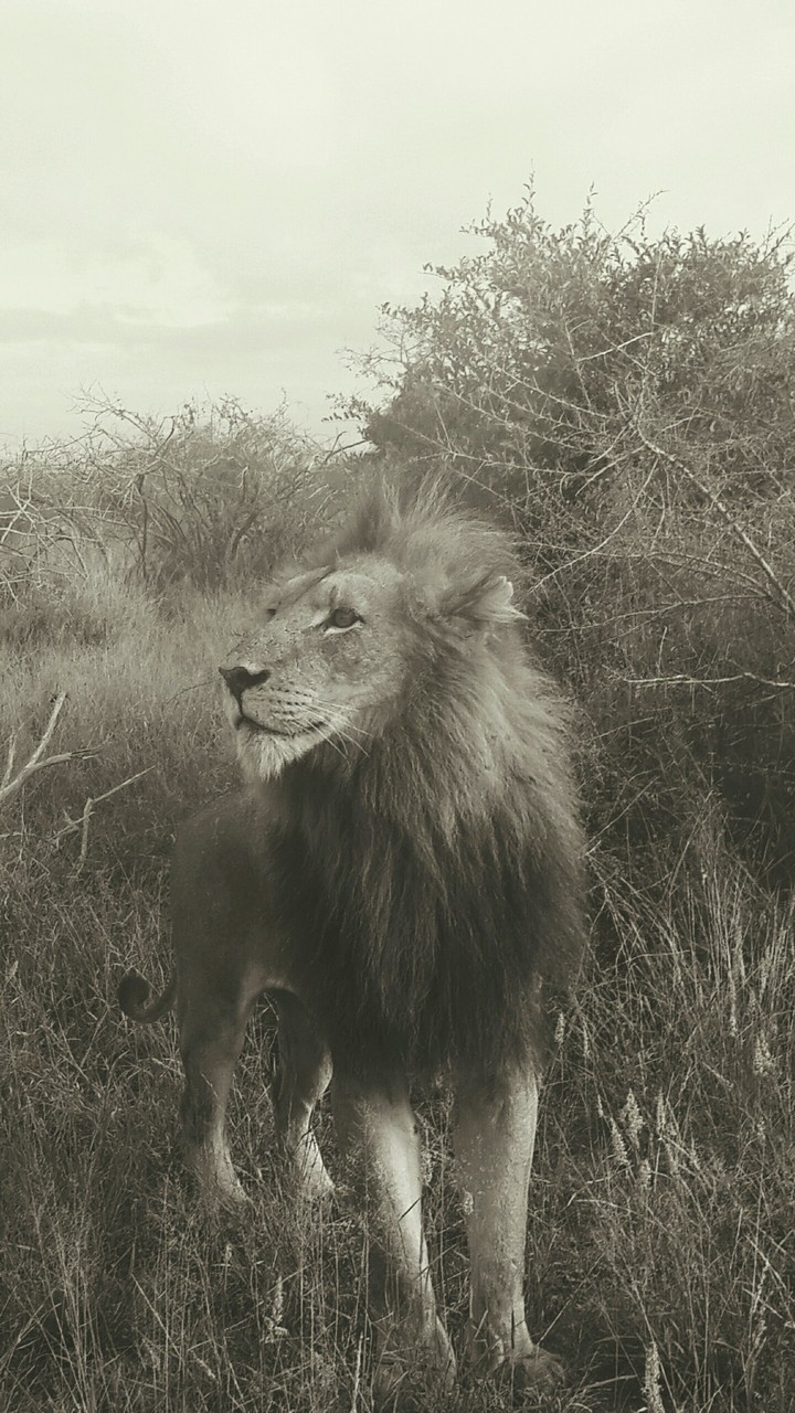 A Lions beauty