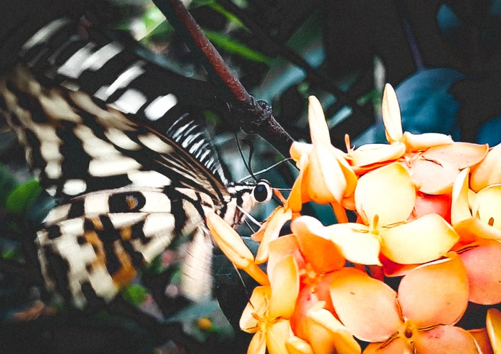Butterfly