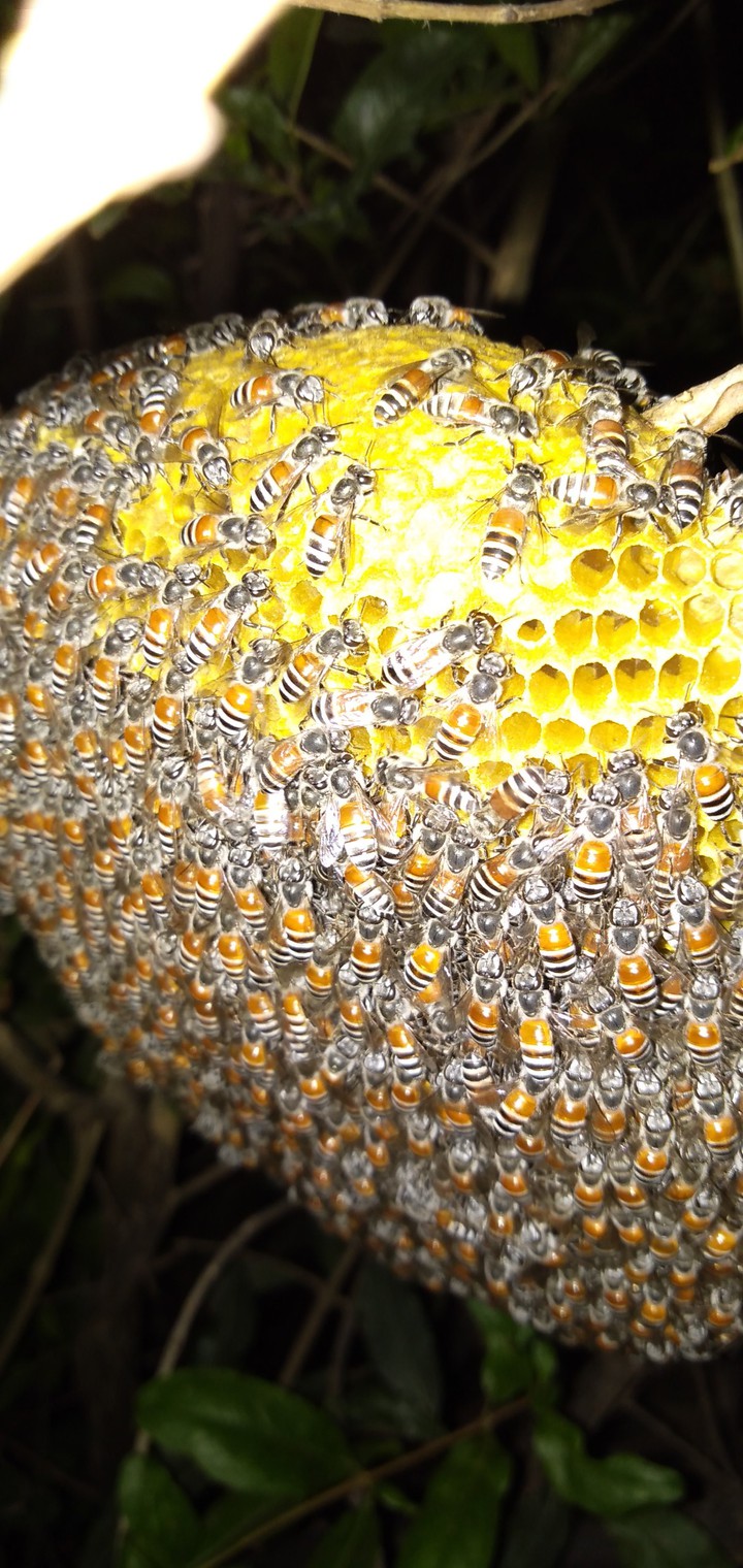 Honey bee