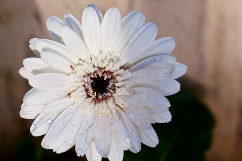 Flower ??