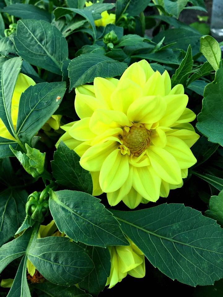 mini sun