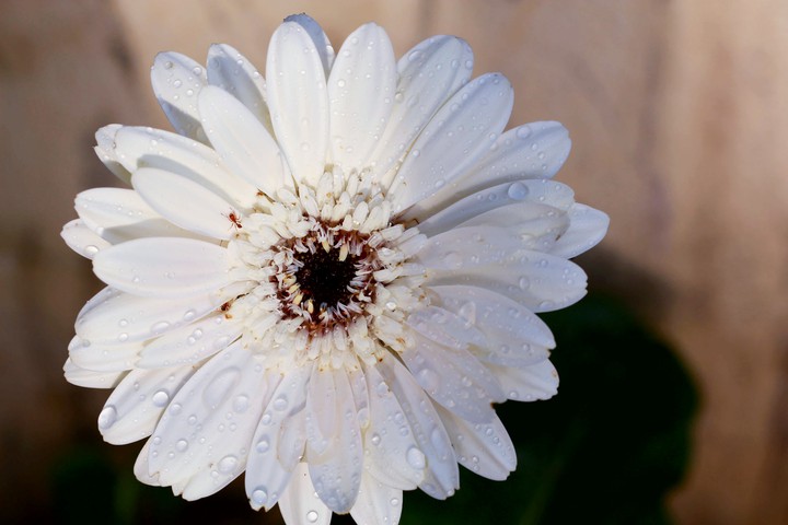 Flower ??