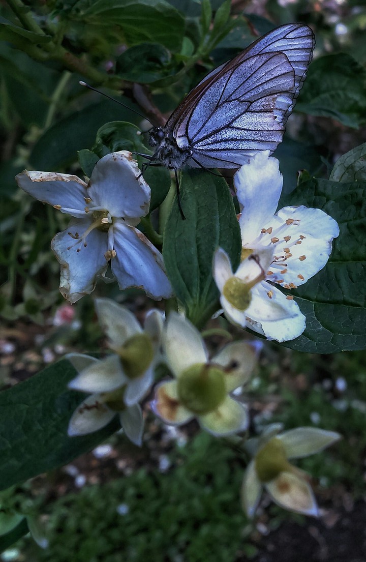 magic garden