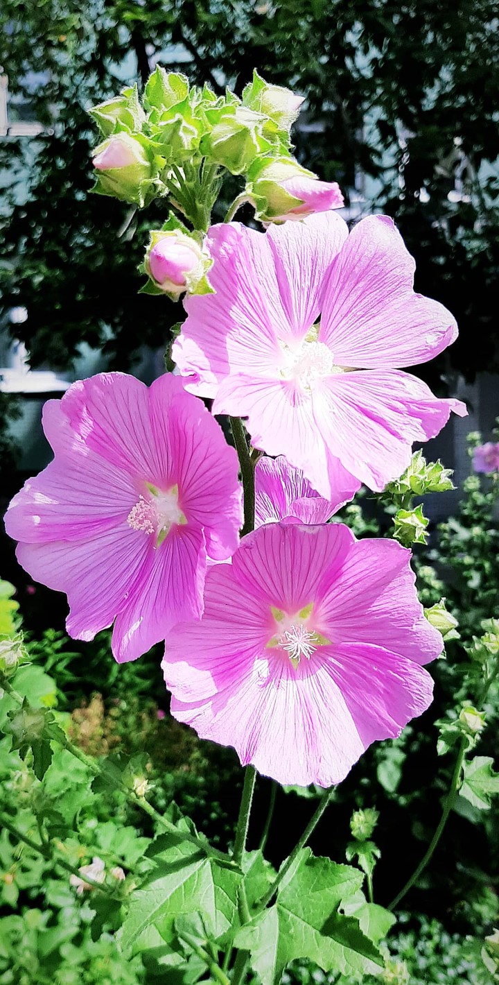 pink flowers