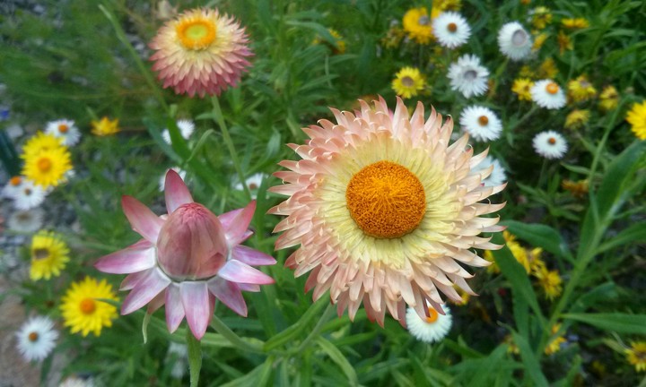 amazing flowers