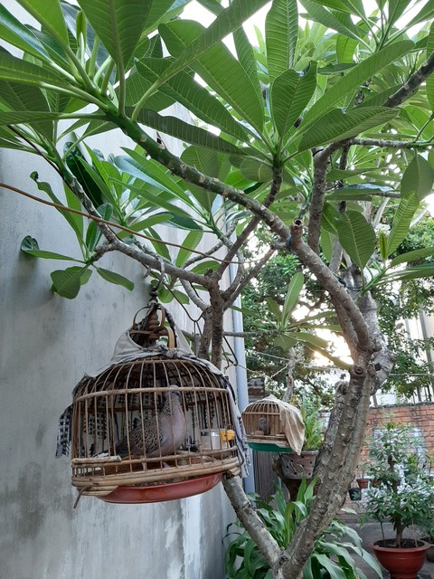 dove