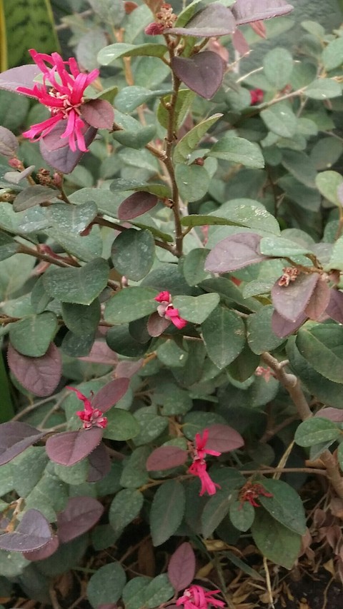 Loropetalum