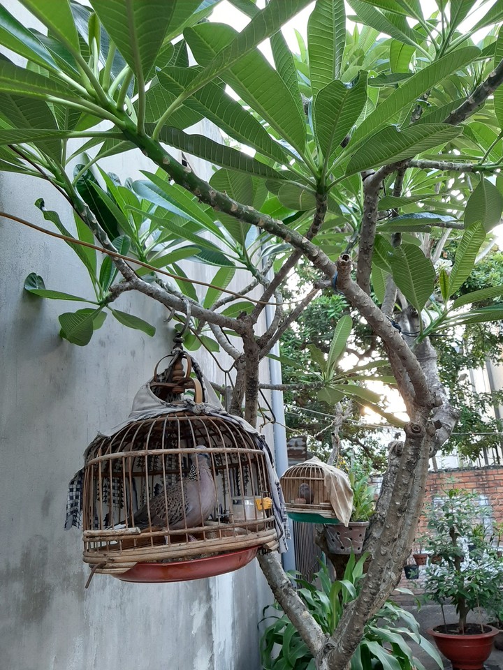 dove