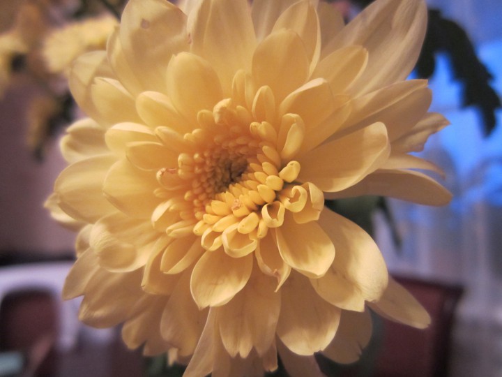 Chrysanthemum