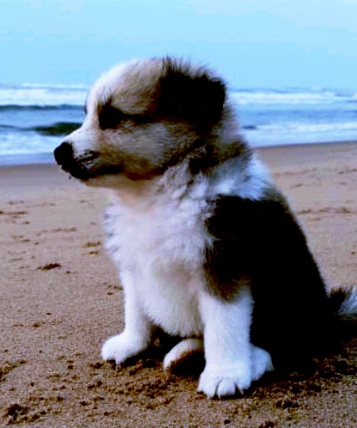 Bittu