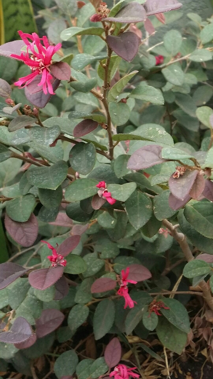 Loropetalum