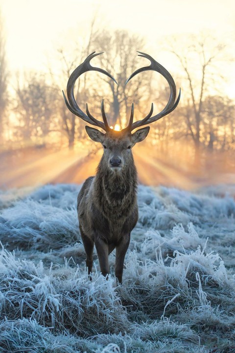 hình nền reindeer, cold