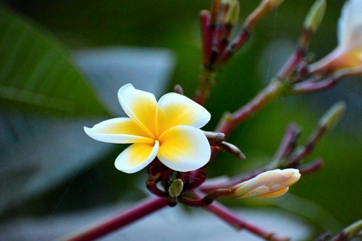 flower yellow white green