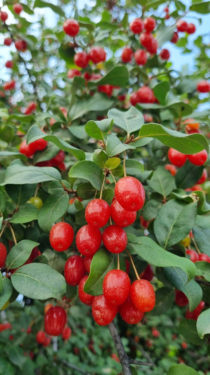 보리수