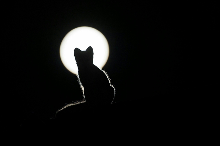 cat?