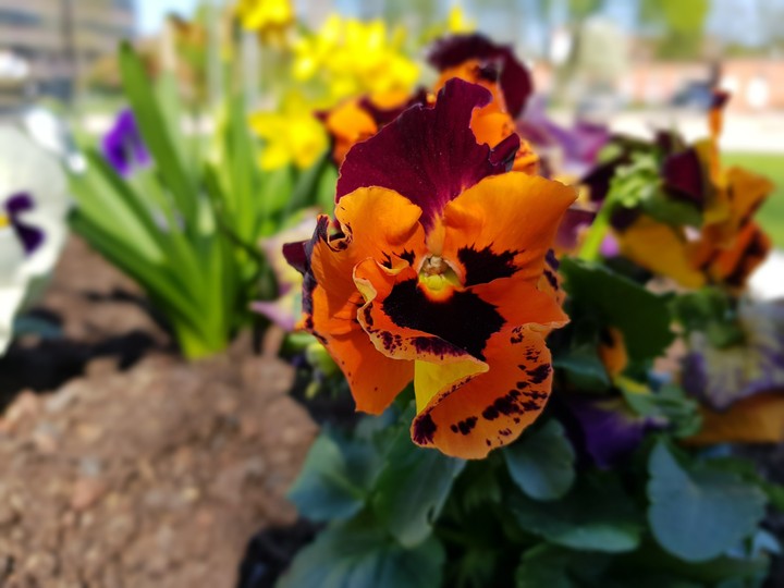 Flower