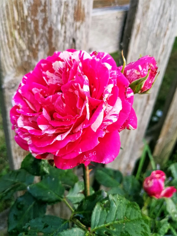 Meine schönste Rose