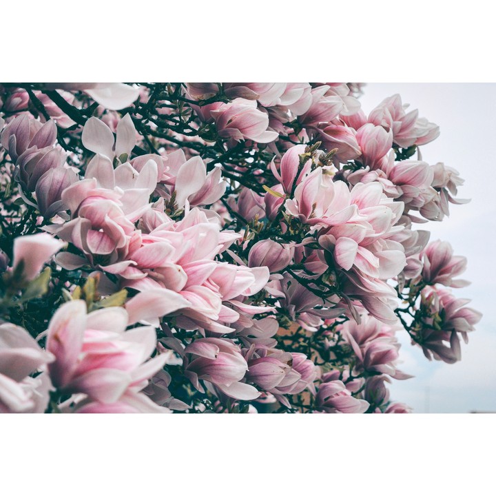 magnolia