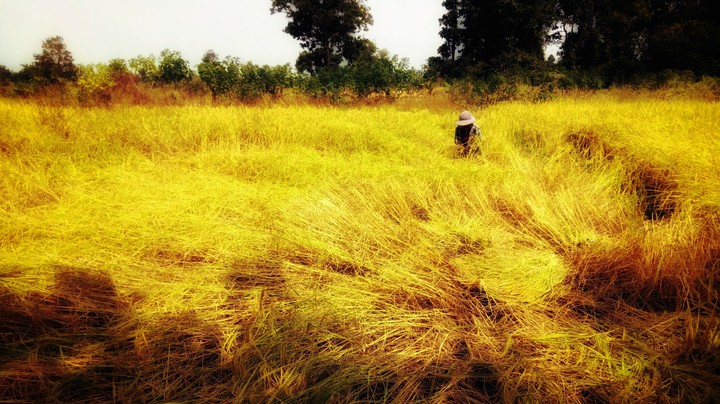 Farmer