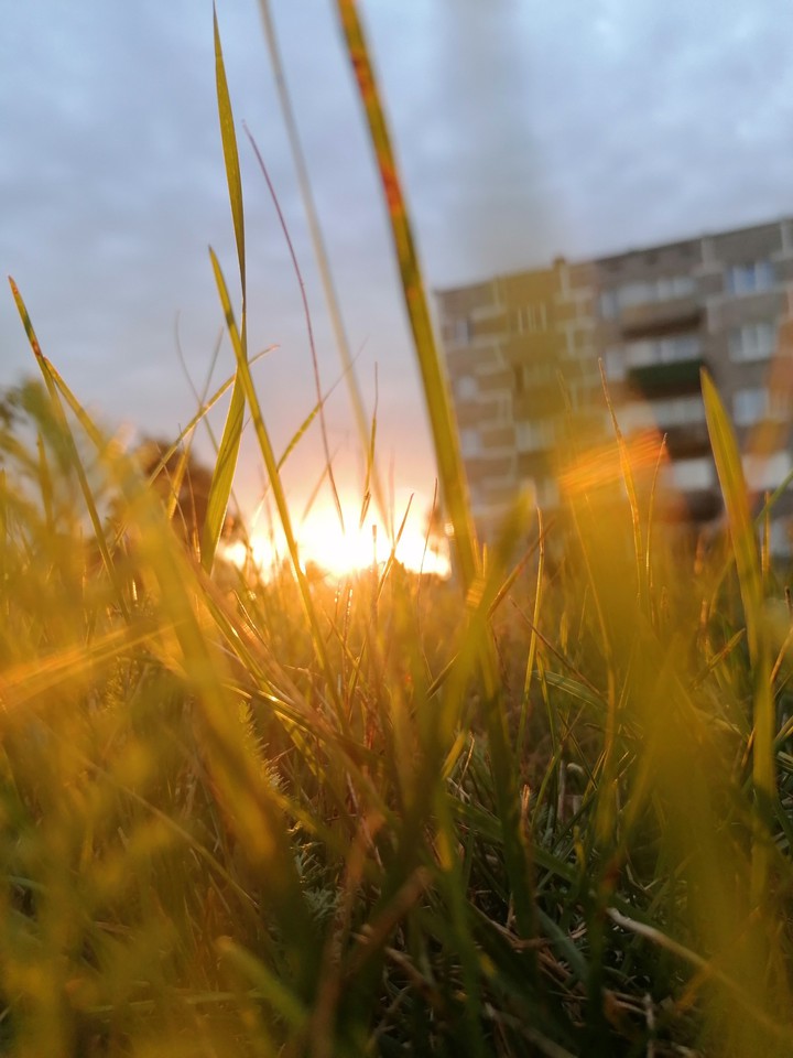 sun in grass