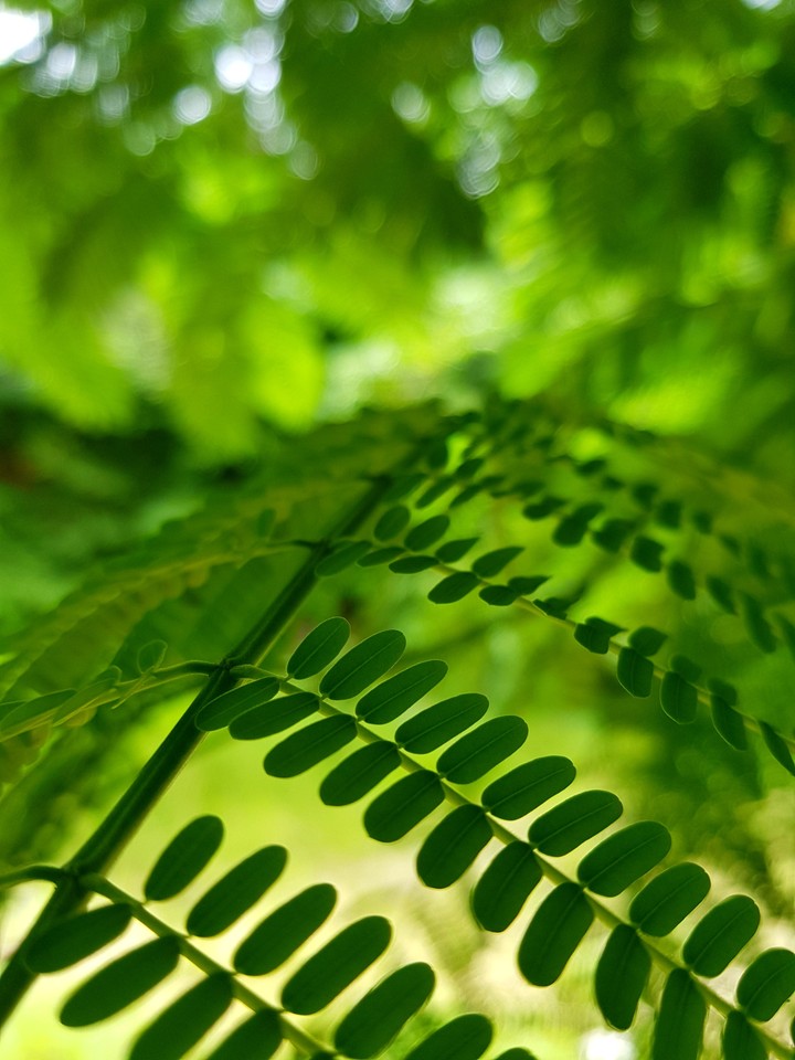 Green leaves