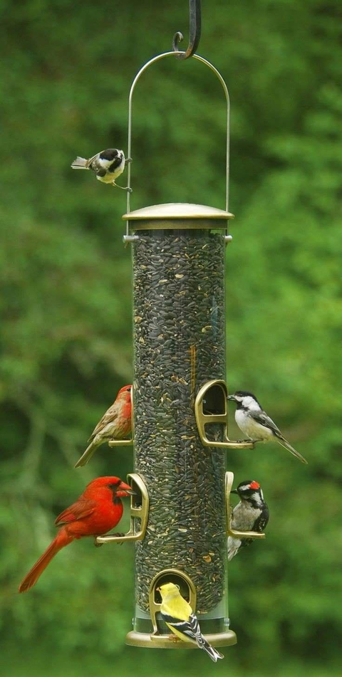 sfondi bird, beak