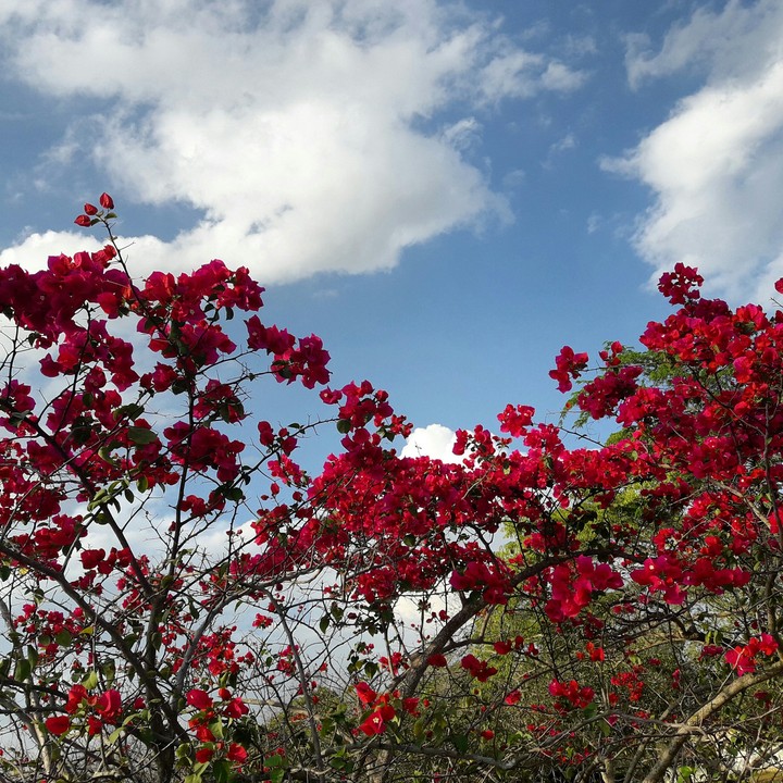 flowers and sky