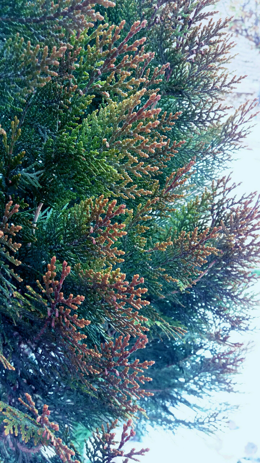 sfondi branch, plant