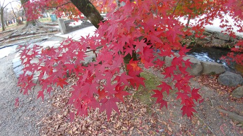 紅葉 autumn leaves