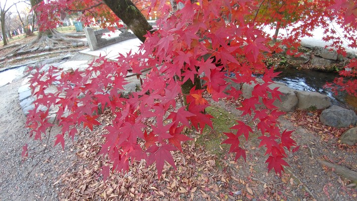 紅葉 autumn leaves