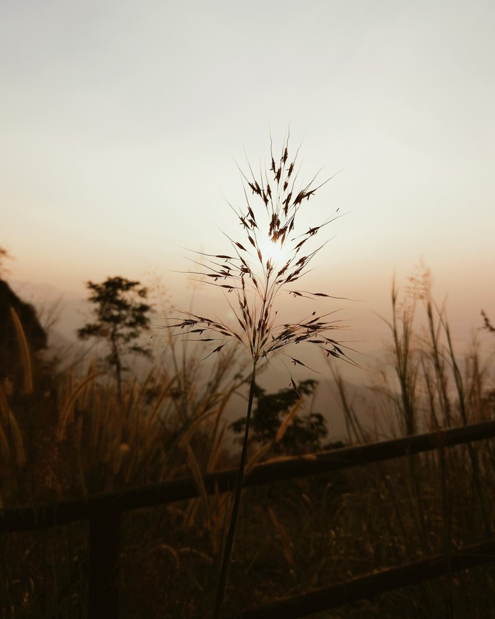 sun rises