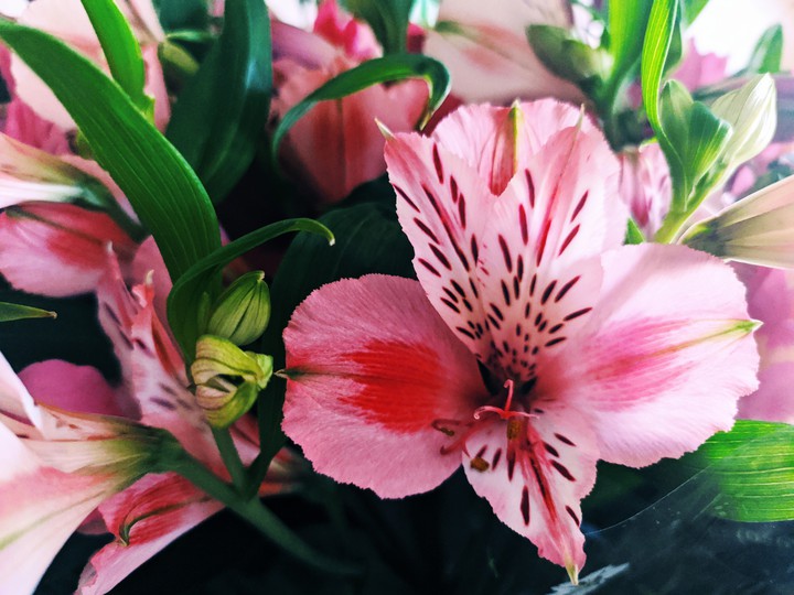 flower