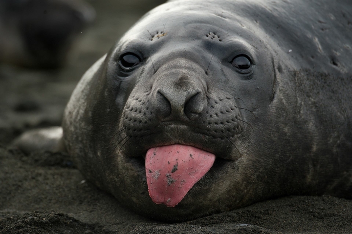 seal