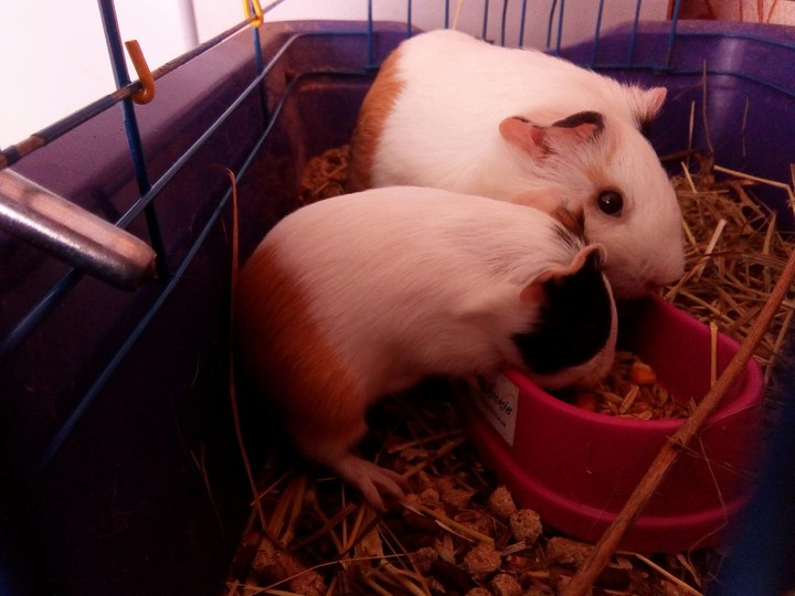 pig