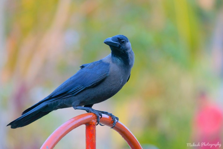 Crow