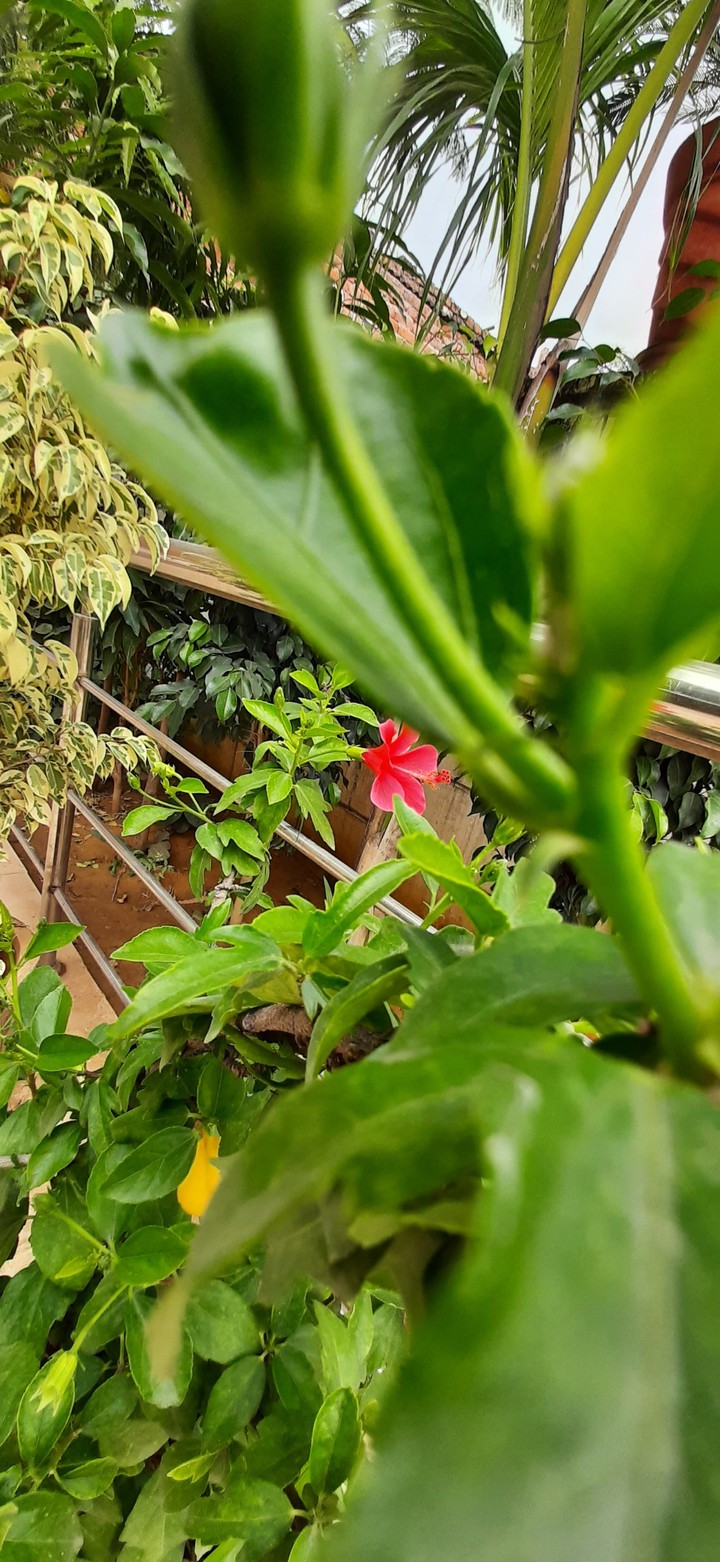 hibiscus