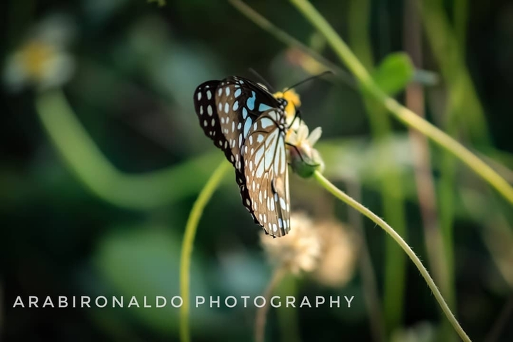 butterfly