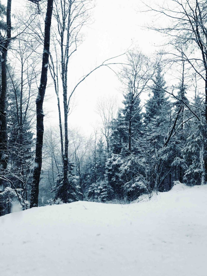 Winter woods