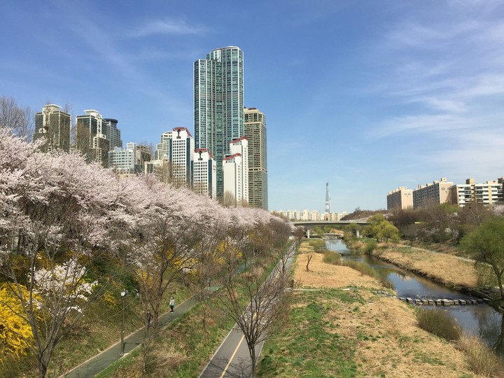 양재천의 봄