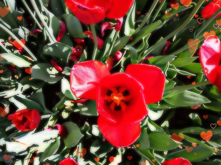 Flowers