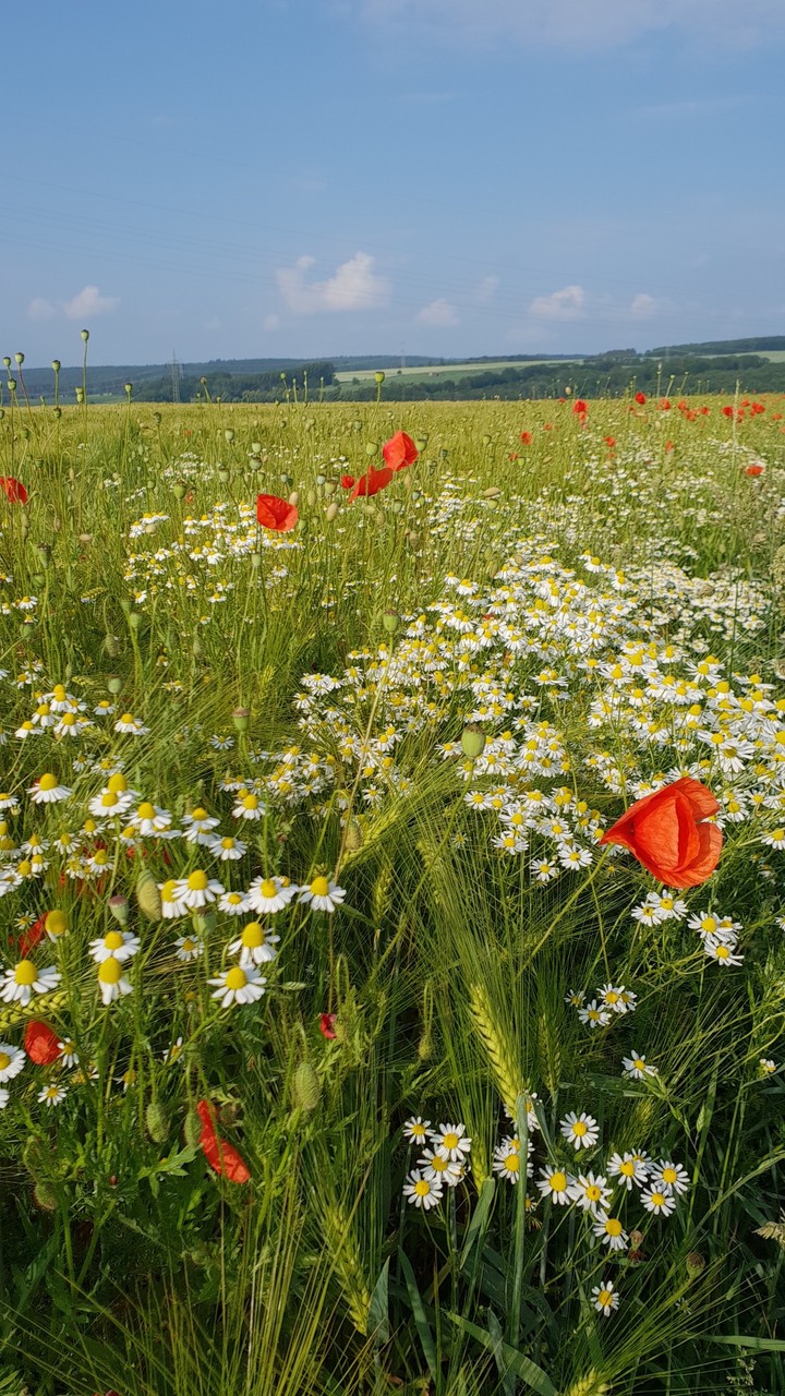Poppies