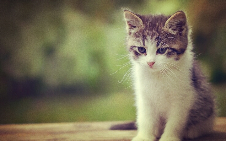 cattt