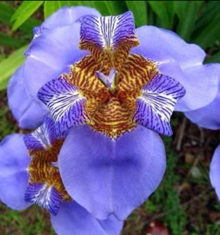Flor de Íris