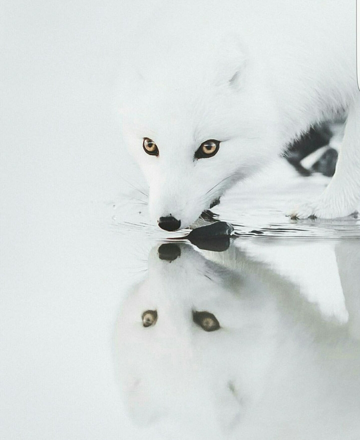 white fox