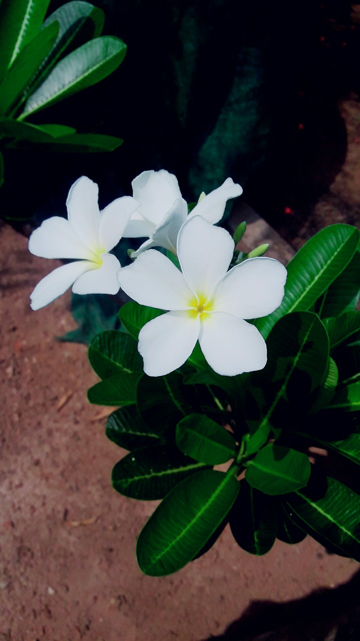beautiful
