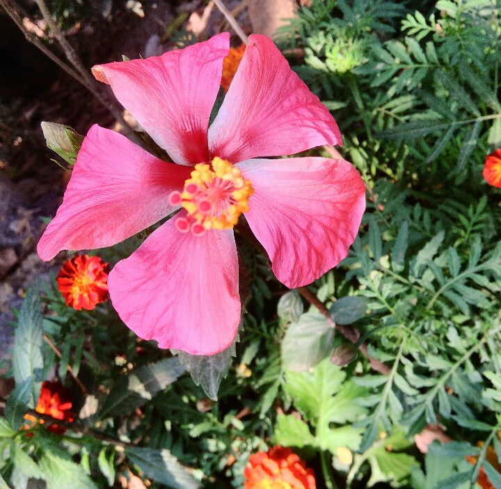 flower ??