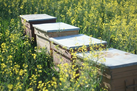 Beehives