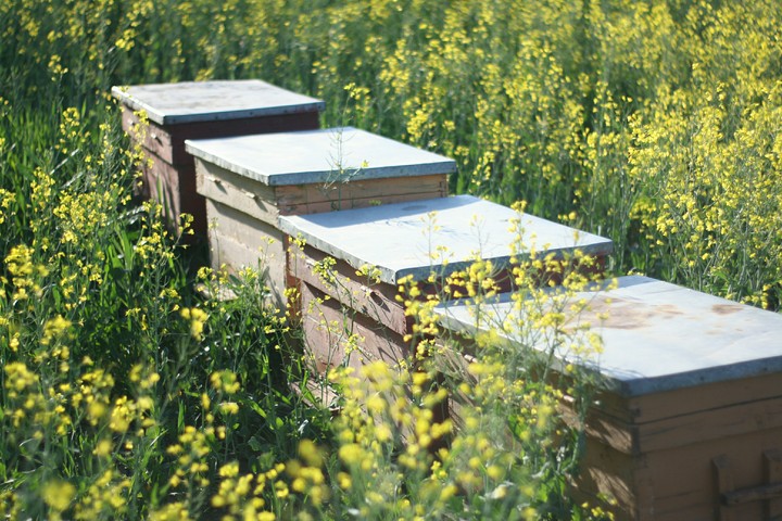 Beehives